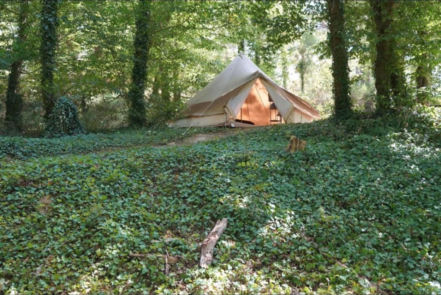 La yourte blanche au milieu des sous-bois du domaine